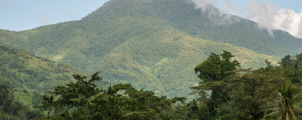 Jamaïque Blue Mountain