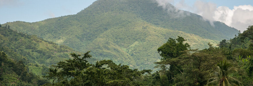 Jamaïque Blue Mountain